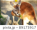 東山動物園にいる食事中のアカカンガルー 89173917