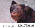 東山動物園にいるニホンツキノワグマの顔を正面から 89173919