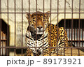 東山動物園にいるジャガーの顔を正面から 89173921