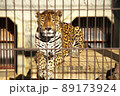 東山動物園にいるジャガーの全身 89173924