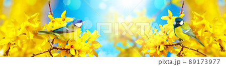 Great tit sitting on a tree branch in spring weather 89173977