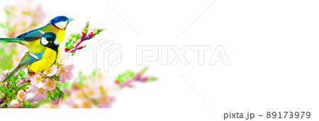 Great tit sitting on a tree branch in spring weather 89173979