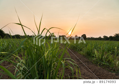 Sugarcane field at sunset. sugarcane is a grass of poaceae family. it taste sweet and good for health. Well known as tebu in malaysia 89174093