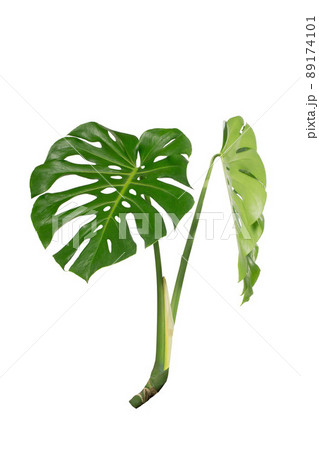 Dark green leaves of monstera or split leaf philodendron (Monstera deliciosa) tropical foliage plant growing in forest isolated on a white background, Monstera Deliciosa plant leaves. web designs. 89174101