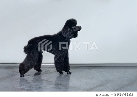 A beautiful black poodle in a rack after visiting a dog barber A beautiful black poodle in a rack after visiting a dog barber 89174132
