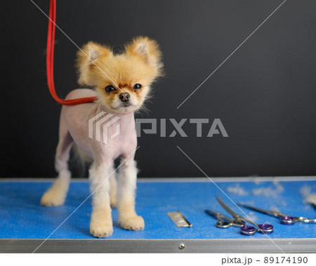 Balding Pomeranian pomeranian on the grooming table 89174190