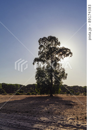 Donana National Park in Spain A UNESCO World Heritage Site 89174383