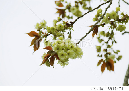 御衣黄（緑色の珍しい桜） 89174714