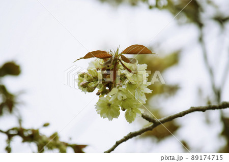 御衣黄(緑色の珍しい桜) 御衣黄(緑色の珍しい桜) 89174715
