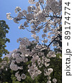 桜咲く 89174774