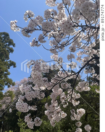 桜咲く 89174774