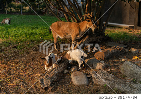 Swiss goats in the stable under evening sunshine 89174784