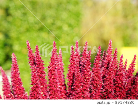 Pink plant on green background Pink plant on green background 89174830