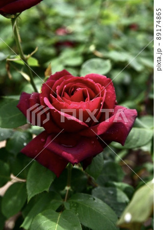 薔薇 89174865