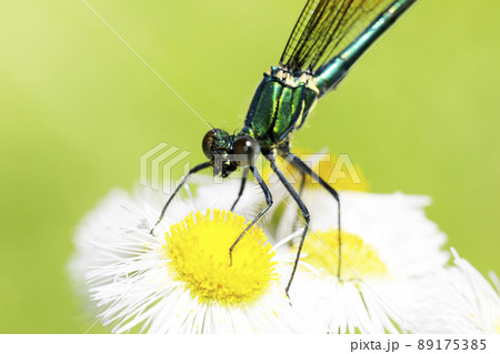 アサヒナカワトンボ 89175385