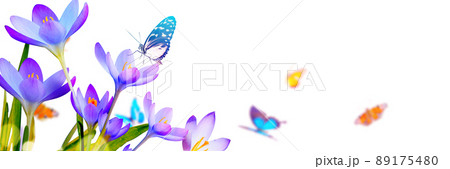 Crocus flowers in a soft focus on a sunny spring day with butterfly Crocus flowers in a soft focus on a sunny spring day with butterfly 89175480