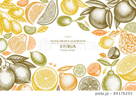 Citrus hand drawn illustration design. Background with vintage kumquat, lemon, tangelo, etc. Citrus hand drawn illustration design. Background with vintage kumquat, lemon, tangelo, etc. 89176205