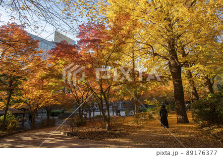 清水谷公園 秋 紅葉 東京都千代田区紀尾井町 清水谷公園 秋 紅葉 東京都千代田区紀尾井町 89176377