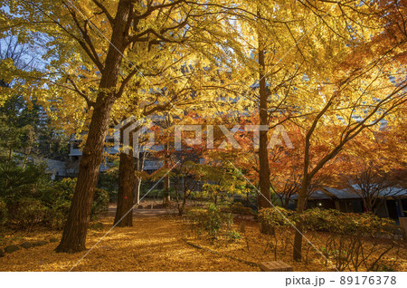 清水谷公園　秋　紅葉　東京都千代田区紀尾井町 89176378