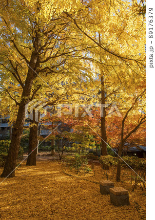 清水谷公園　秋　紅葉　東京都千代田区紀尾井町 89176379