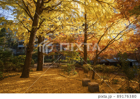 清水谷公園 秋 紅葉 東京都千代田区紀尾井町 清水谷公園 秋 紅葉 東京都千代田区紀尾井町 89176380