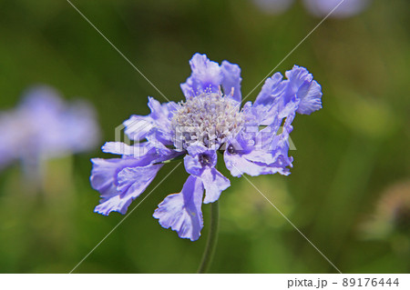 マツムシソウ 89176444