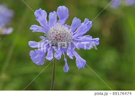 マツムシソウ 89176474