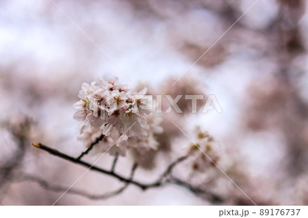 雨に濡れて花びらを落とす桜と地面の模様 89176737