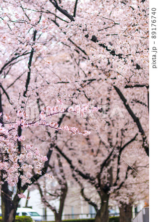 雨に濡れて花びらを落とす桜と地面の模様 雨に濡れて花びらを落とす桜と地面の模様 89176740