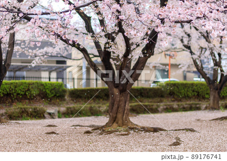雨に濡れて花びらを落とす桜と地面の模様 雨に濡れて花びらを落とす桜と地面の模様 89176741