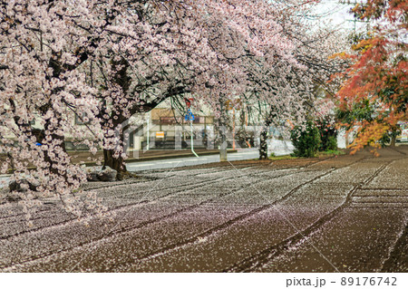 雨に濡れて花びらを落とす桜と地面の模様 雨に濡れて花びらを落とす桜と地面の模様 89176742