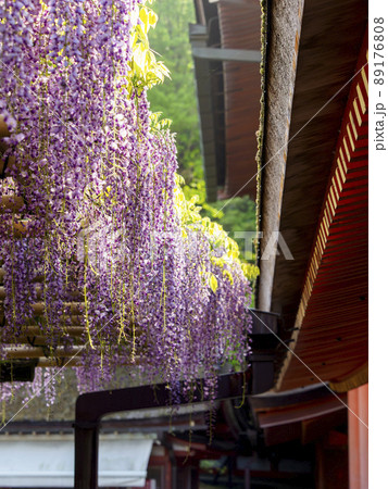 春日大社に咲く藤の花 春日大社に咲く藤の花 89176808