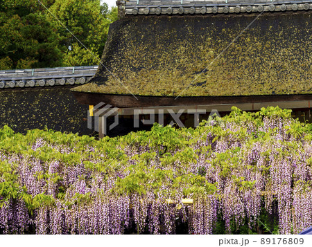 春日大社に咲く藤の花 89176809