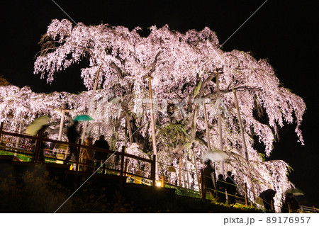 雨の三春滝ザクラ 雨の三春滝ザクラ 89176957