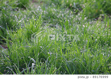草原・牧草（福島県・猪苗代町） 89176999