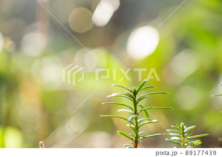 杉の芽 杉の芽 89177439