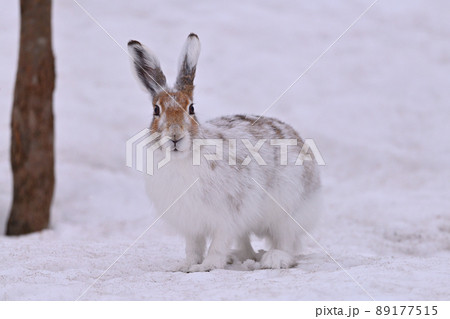 エゾユキウサギ85 89177515