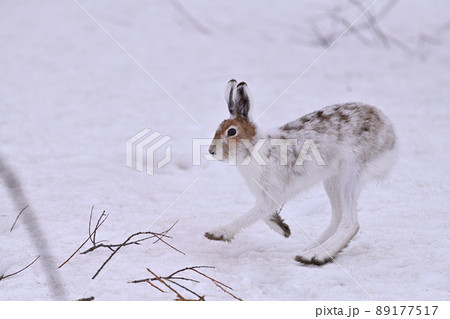 エゾユキウサギ87 エゾユキウサギ87 89177517