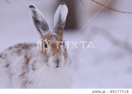 エゾユキウサギ88 89177518