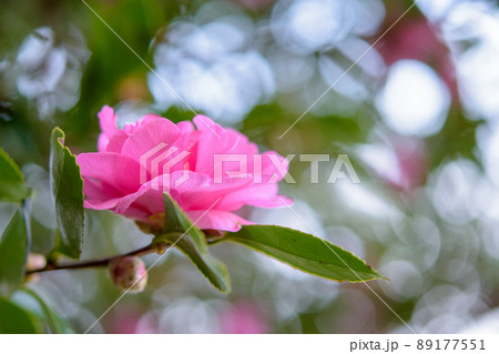 満開のサザンカ 89177551