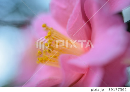 横顔サザンカ 横顔サザンカ 89177562