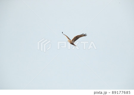 チュウヒ 89177685