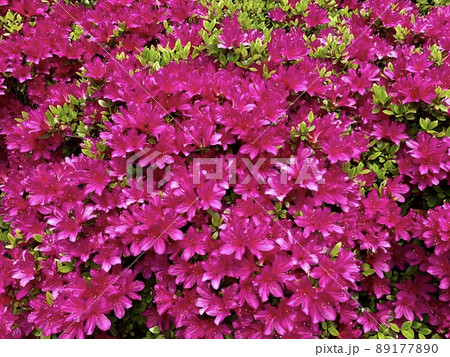 つつじ　ピンク 89177890