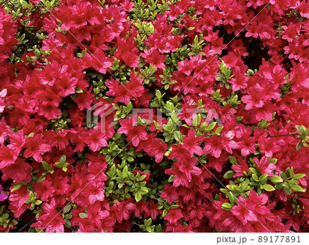 つつじ　赤 89177891