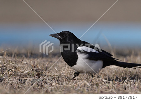 カササギ㉘(北海道) カササギ㉘(北海道) 89177917