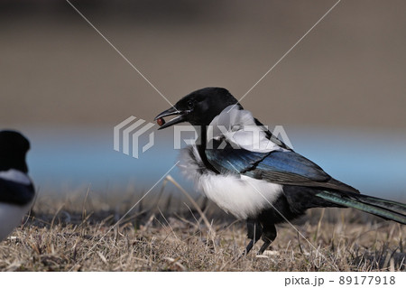 カササギ㉙（北海道） 89177918