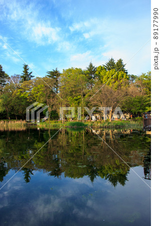 新緑の吉祥寺井之頭公園の風景 新緑の吉祥寺井之頭公園の風景 89177990