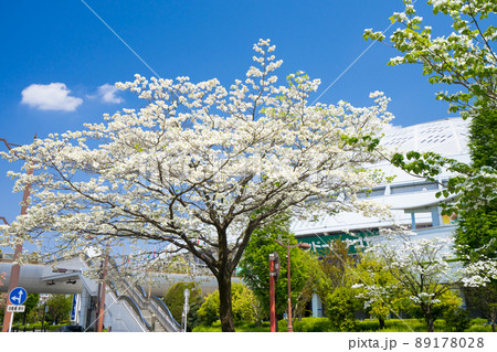 バンテリンドームナゴヤ（ナゴヤドーム）とハナミズキ 89178028