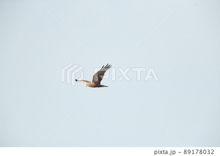 チュウヒ 89178032