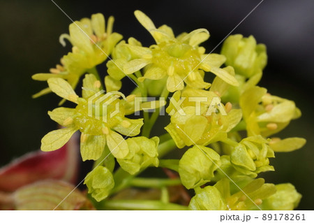自然 植物 イタヤカエデ、満開の花を近くで見ると。一つの花序に両性花と雄花が同居しているそうです 自然 植物 イタヤカエデ、満開の花を近くで見ると。一つの花序に両性花と雄花が同居しているそうです 89178261